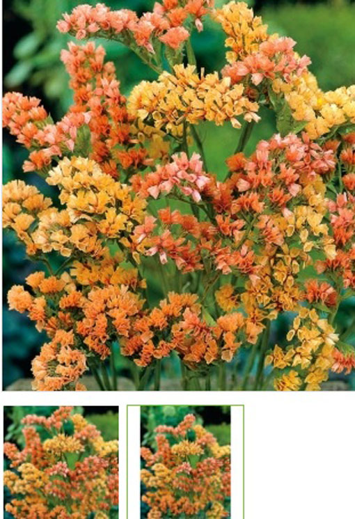 Zatrwian wrębny łososiowy Limonium sinuatum