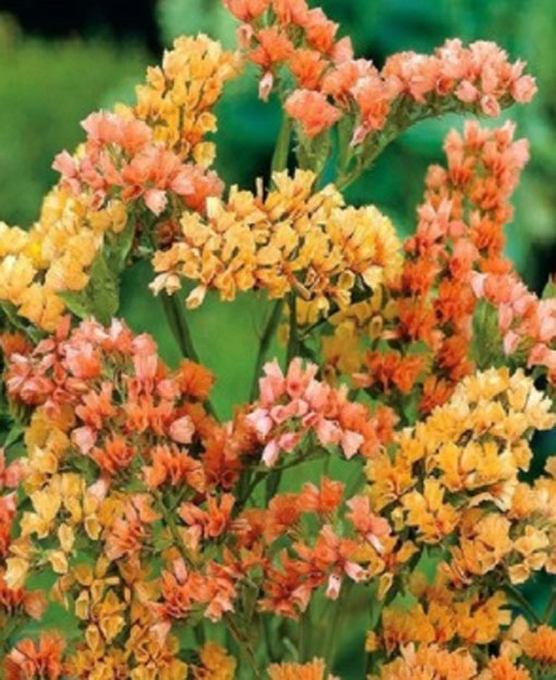 Zatrwian wrębny łososiowy Limonium sinuatum