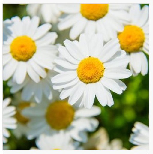 Złocień karłowy biały Chrysanthemum paludosum