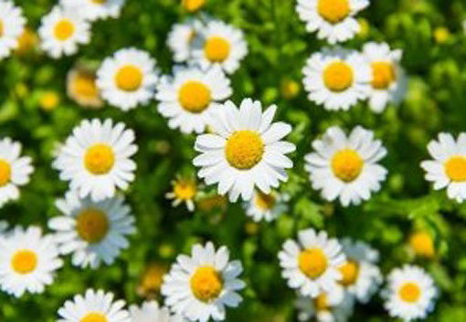 Złocień karłowy biały Chrysanthemum paludosum