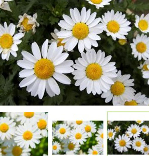 Złocień karłowy biały Chrysanthemum paludosum