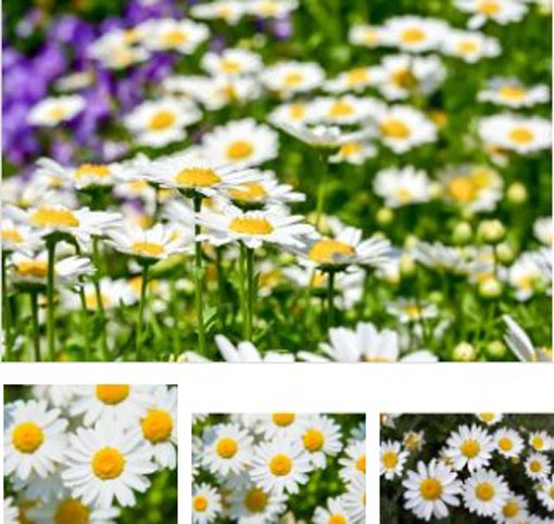 Złocień karłowy biały Chrysanthemum paludosum