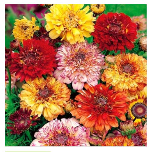 Złocień trójbarwny Dunnettii Chrysanthemum carinatum