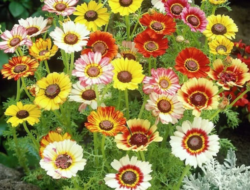 Złocień trójbarwny Dunnettii Chrysanthemum carinatum