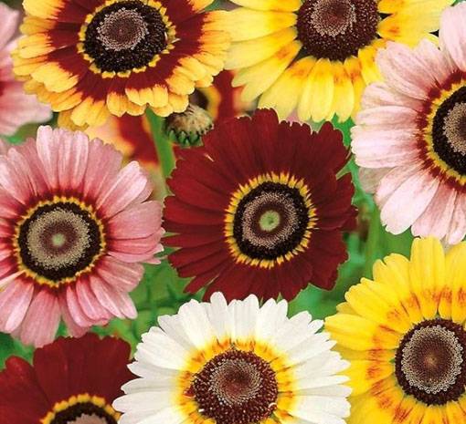 Złocień trójbarwny Dunnettii Chrysanthemum carinatum