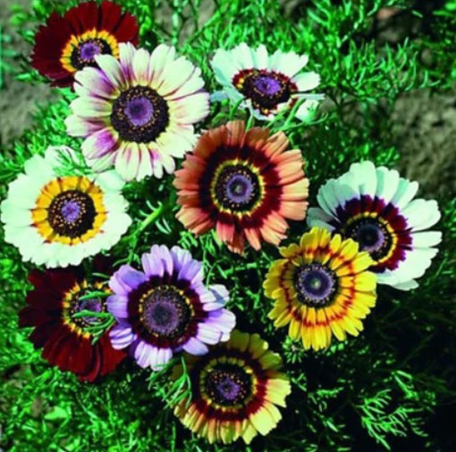 Złocień trójbarwny Dunnettii Chrysanthemum carinatum