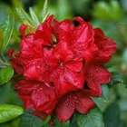Rododendron wielkokwiatowy Andantino różowo-czerwony Ro7