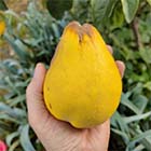 Nasiona Pigwa gruszkowa