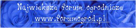 forumogrod, forum ogrodnicze, forum działkowe, wiadomości ogrodnicze, porady ogrodnicze, porady działkowe, pielęgnacja róż, pielęgnacja roślin, projektowanie ogrodów, ogrodnictwo, warzywnictwo, sadownictwo, księgarnia internetowa, pielęgnacja roślin ozdobnych