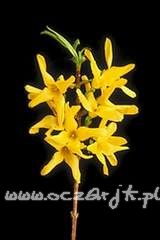 Forsycja pośrednia Forsythia intermedia 'Flojor'