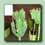 [Click to enlarge image]