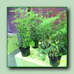 [Click to enlarge image]