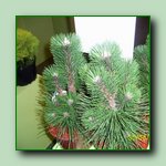 [Click to enlarge image]