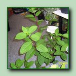 [Click to enlarge image]