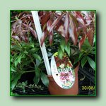 [Click to enlarge image]