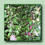 [Click to enlarge image]