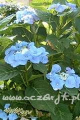 Hortensja ogrodowa Hydrangea macrophylla 'Blaumeise'