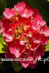 Hortensja ogrodowa Hydrangea macrophylla 'Bouquet Rose'