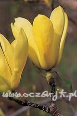 Magnolia denudata Fei Huang magnolia żółta