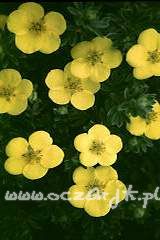 Pięciornik krzewiasty Potentilla fruticosa 'Goldstar'