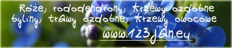 Kliknij aby przejść do 123JAN - RÓŻE, KRZEWY I DRZEWA OZDOBNE