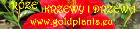 Kliknij aby przejść do GOLDPLANTS.EU - RÓŻE, KRZEWY I DRZEWA OZDOBNE