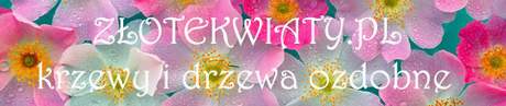 Kliknij aby przejść do ZŁOTEKWIATY - RÓŻE, KRZEWY I DRZEWA OZDOBNE