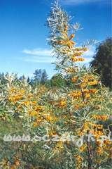 Rokitnik pospolity Hippophae rhamnoides