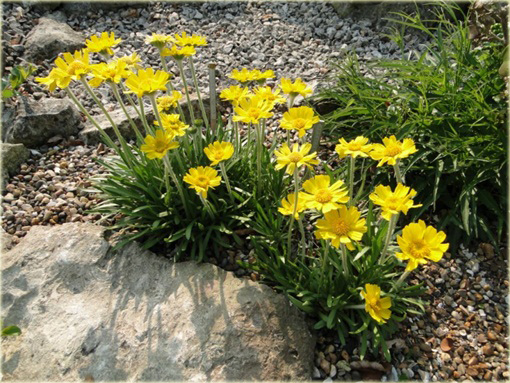 Aktinella Actinella scaposa