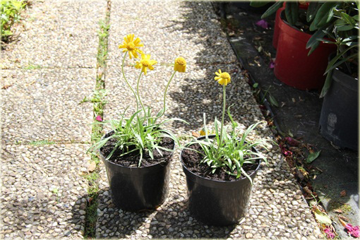 Aktinella Actinella scaposa