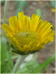 Aktinella Actinella scaposa