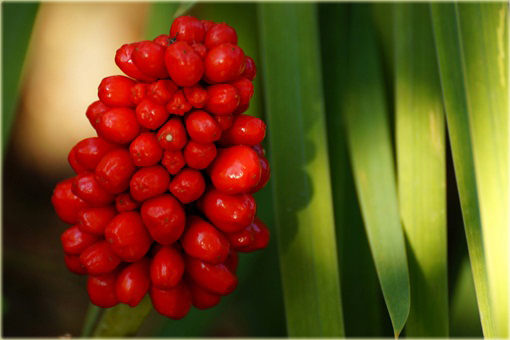 Arizema amurska Arisaema amurense