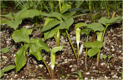 Arizema amurska Arisaema amurense