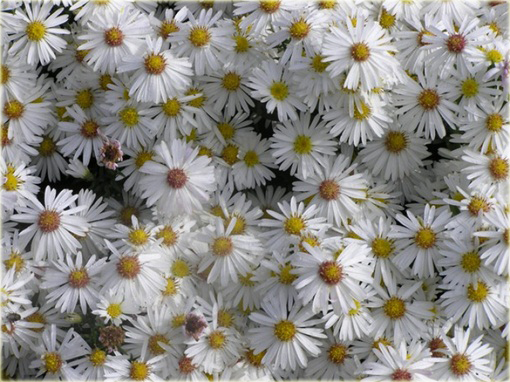 Aster krzaczasty Aster krzaczasty Marcinek biały Aster dumosus alba