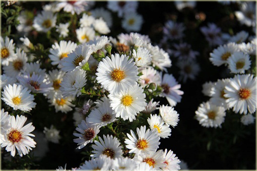 Aster krzaczasty Aster krzaczasty Marcinek biały Aster dumosus alba