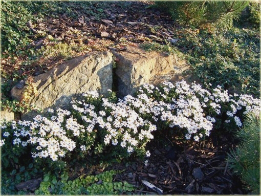 Aster krzaczasty Aster krzaczasty Marcinek biały Aster dumosus alba