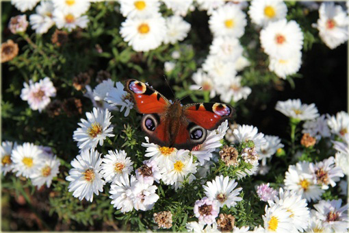 Aster krzaczasty Aster krzaczasty Marcinek biały Aster dumosus alba