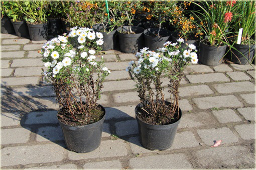 Aster krzaczasty Aster krzaczasty Marcinek biały Aster dumosus alba