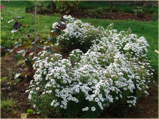 Aster krzaczasty Aster krzaczasty Marcinek biały Aster dumosus alba