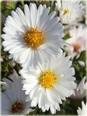 Aster krzaczasty Aster krzaczasty Marcinek biały Aster dumosus alba
