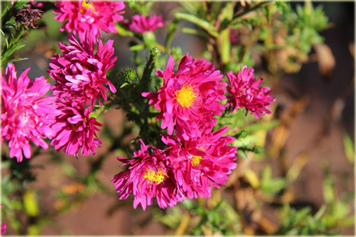 Aster krzaczasty Aster krzaczasty Marcinek różowy Aster dumosus
