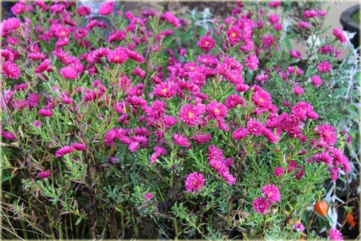 Aster krzaczasty Aster krzaczasty Marcinek różowy Aster dumosus