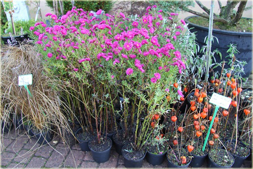 Aster krzaczasty Aster krzaczasty Marcinek różowy Aster dumosus