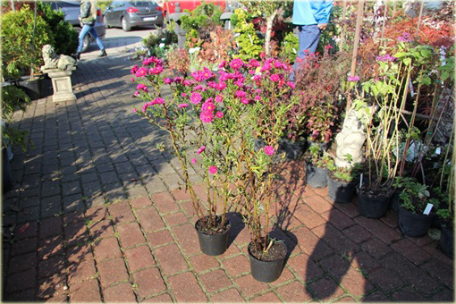 Aster krzaczasty Aster krzaczasty Marcinek różowy Aster dumosus