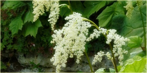 Astilboides azjatycki Tawułkowiec tarczowaty Astilboides tabularis