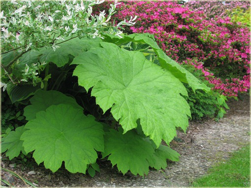 Astilboides azjatycki Tawułkowiec tarczowaty Astilboides tabularis