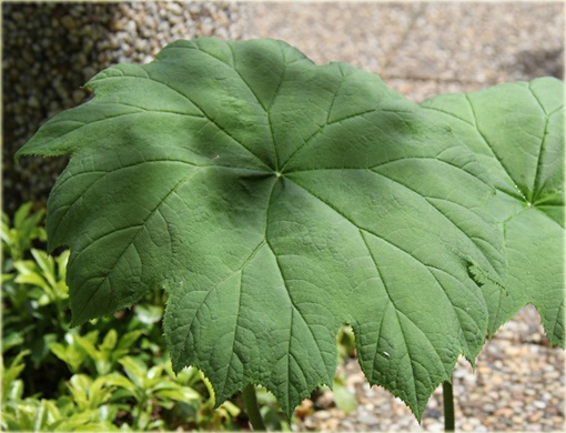 Astilboides azjatycki Tawułkowiec tarczowaty Astilboides tabularis