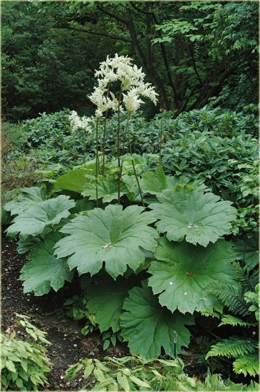 Astilboides azjatycki Tawułkowiec tarczowaty Astilboides tabularis