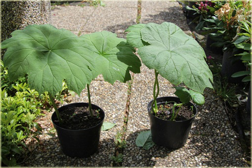 Astilboides azjatycki Tawułkowiec tarczowaty Astilboides tabularis