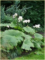 Astilboides azjatycki Tawułkowiec tarczowaty Astilboides tabularis